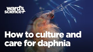 Caring and Culturing for Daphnia [upl. by Messere]