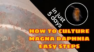 How to Culture Magna Daphnia Easily [upl. by Nya]