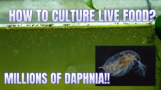 How to Culture Daphnia Secret Method to Breed MILLIONS  Simply Aquatic [upl. by Theressa]