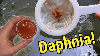 How I Culture Daphnia In Outdoor Tubs [upl. by Ahsimat]