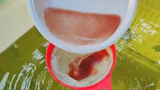 How to culture daphnia  Daphnia culture  How to grow daphnia outdoor [upl. by Limaj]