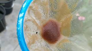 How to culture daphnia moina in a small container Part 1 English Subtitle [upl. by Albion524]