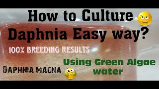 Daphnia MagnaHow to Culture Daphnia Easy wayCulturing Daphnia using Green water Daphnia [upl. by Decca]