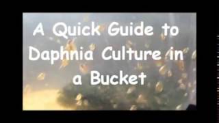 How to culture daphnia outside [upl. by Esiuolyram]