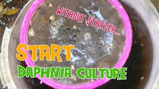 How to culture daphnia moina the easy way 1  Starting the Daphnia culture [upl. by Margot]