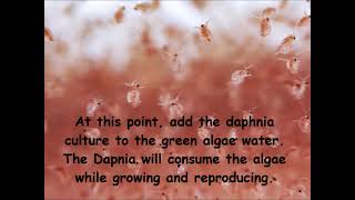 Daphnia  How to grow daphnia in your home [upl. by Ayerdna]