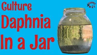 How to Culture Daphnia in a Jar [upl. by Yhtuv]