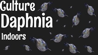 How to Culture Daphnia [upl. by Nnylyahs263]