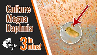 How to culture DAPHNIA MAGNA  The easy way [upl. by Darbie]