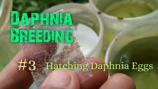 Daphnia Culture made simple and easy 3  Hatching Daphnia eggs [upl. by Tad13]