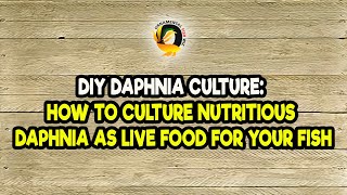 DIY Daphnia Culture How to Culture Nutritious Daphnia as Live Food for Your Fish [upl. by Oigroeg214]