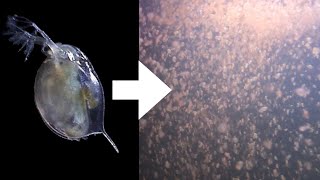 How I Culture Daphnia [upl. by Kele734]