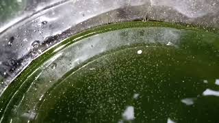 DAPHNIA MOINA CULTURE IN A SMALL BUCKET [upl. by Onek]