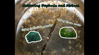 How To Culture Daphnia and Moinas using Green Water Spirulina powder [upl. by Gore]