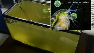 Raising Daphnia for the Freshwater Aquarium [upl. by Henig832]