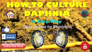 HOW TO CULTURE DAPHNIA In Easy Way [upl. by Wilow]